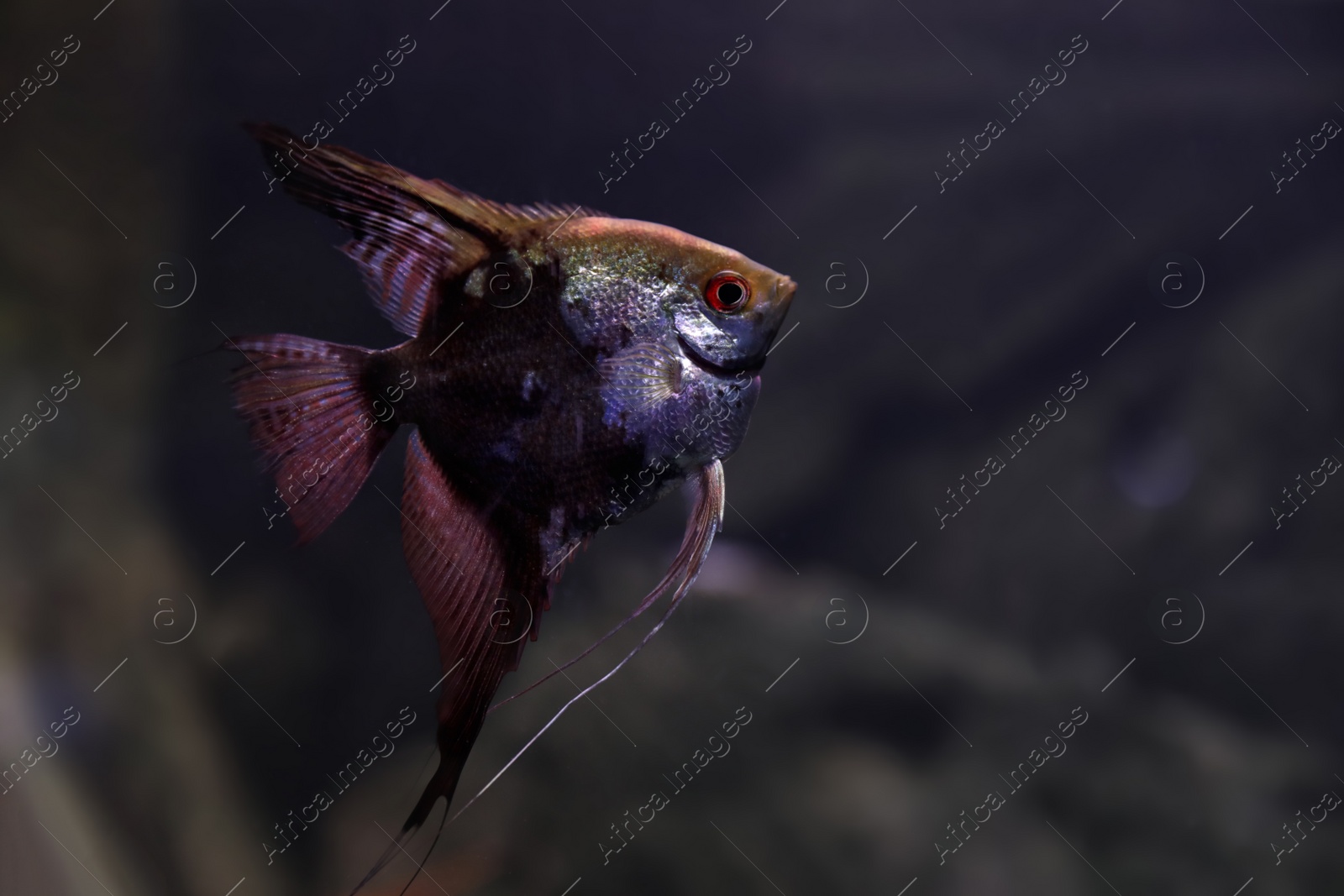 Photo of Beautiful scalaria fish in clear aquarium water