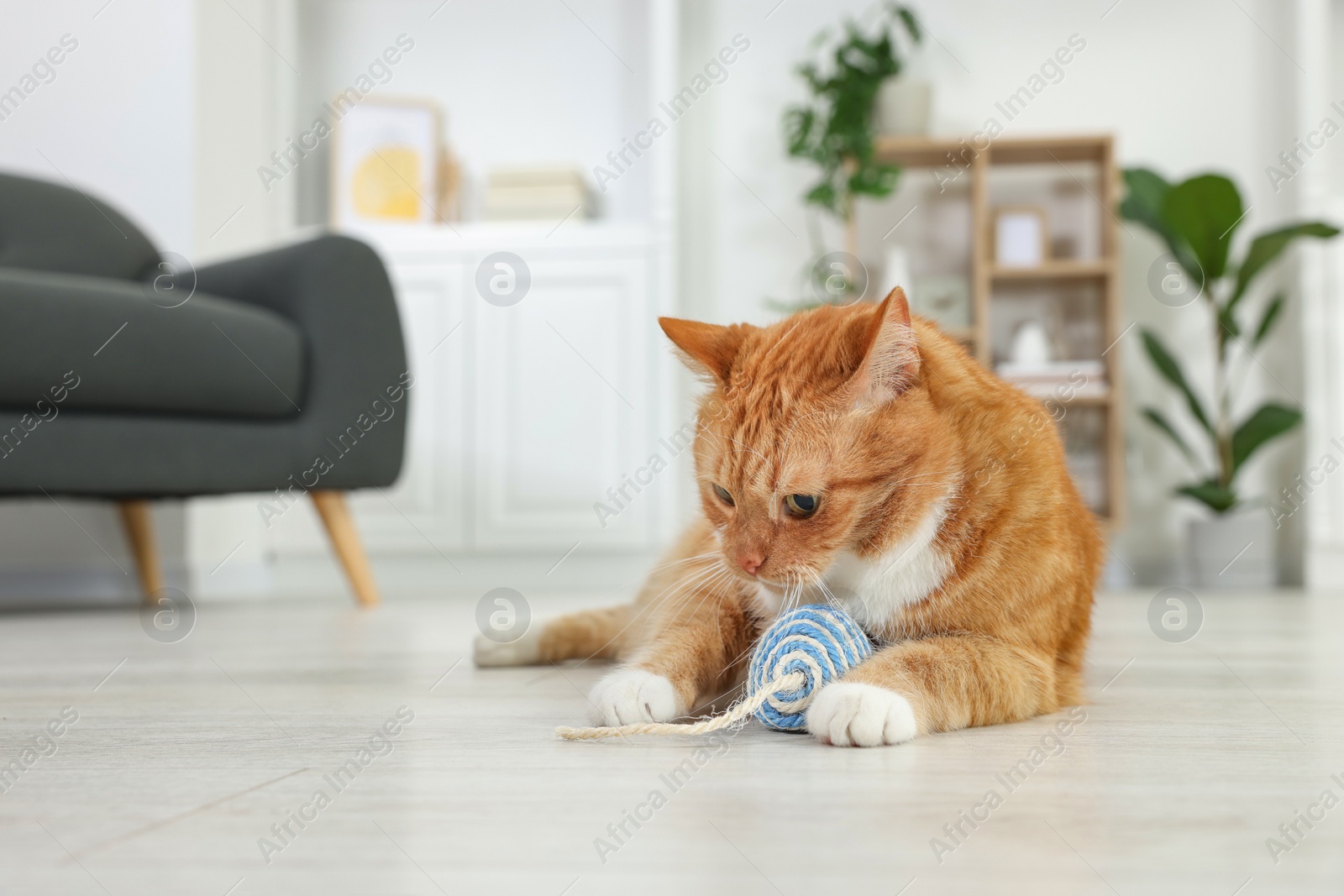 Photo of Cute ginger cat playing with sisal toy mouse at home