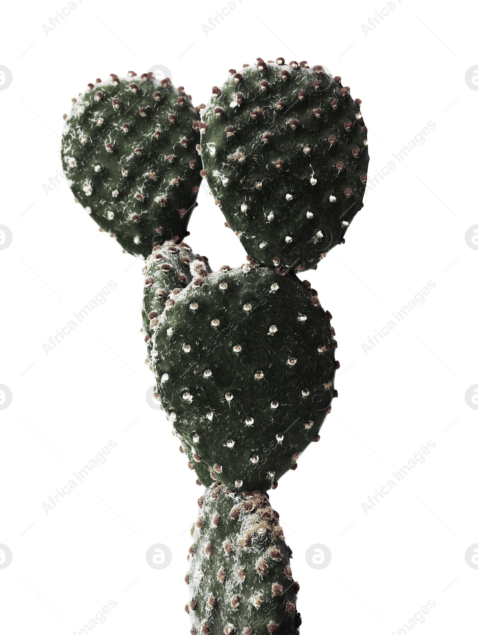 Image of Beautiful Opuntia cactus on white background. Color toned