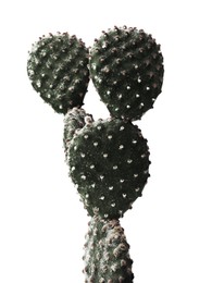 Beautiful Opuntia cactus on white background. Color toned