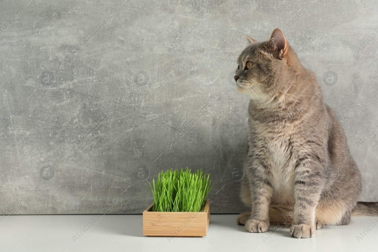 Photo of Cute cat and fresh green grass on white surface near grey wall, space for text