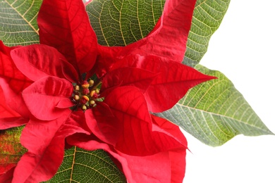 Beautiful poinsettia on white background, closeup. Traditional Christmas flower