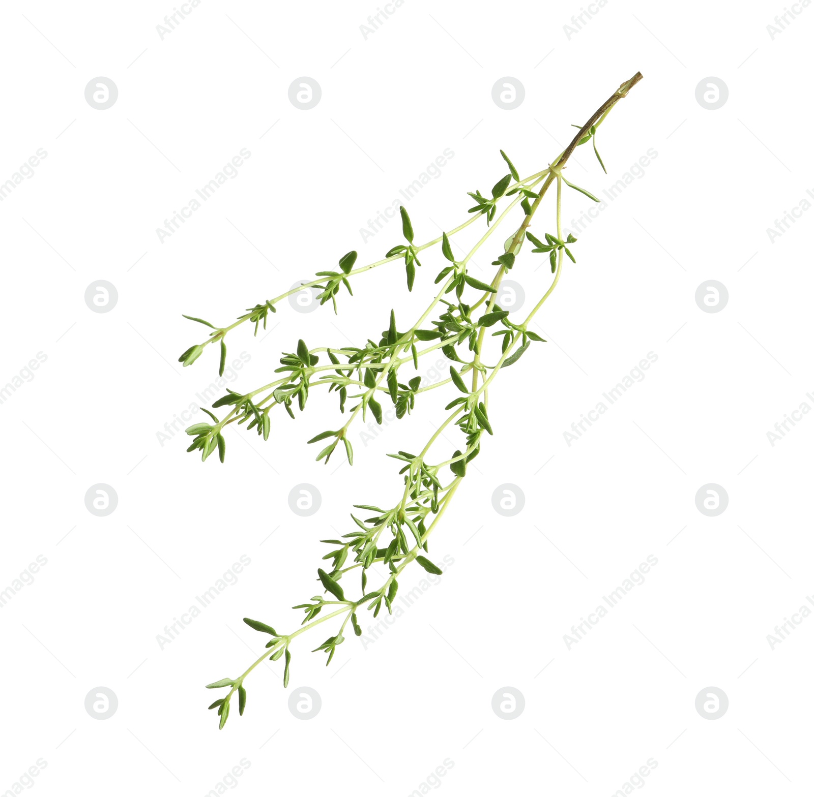 Photo of Aromatic thyme sprig on white background. Fresh herb