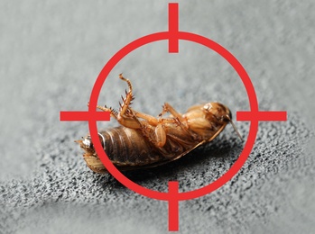 Image of Dead cockroach with red target symbol on grey stone surface. Pest control