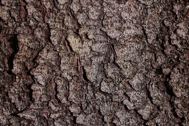 Texture of tree bark as background, closeup view