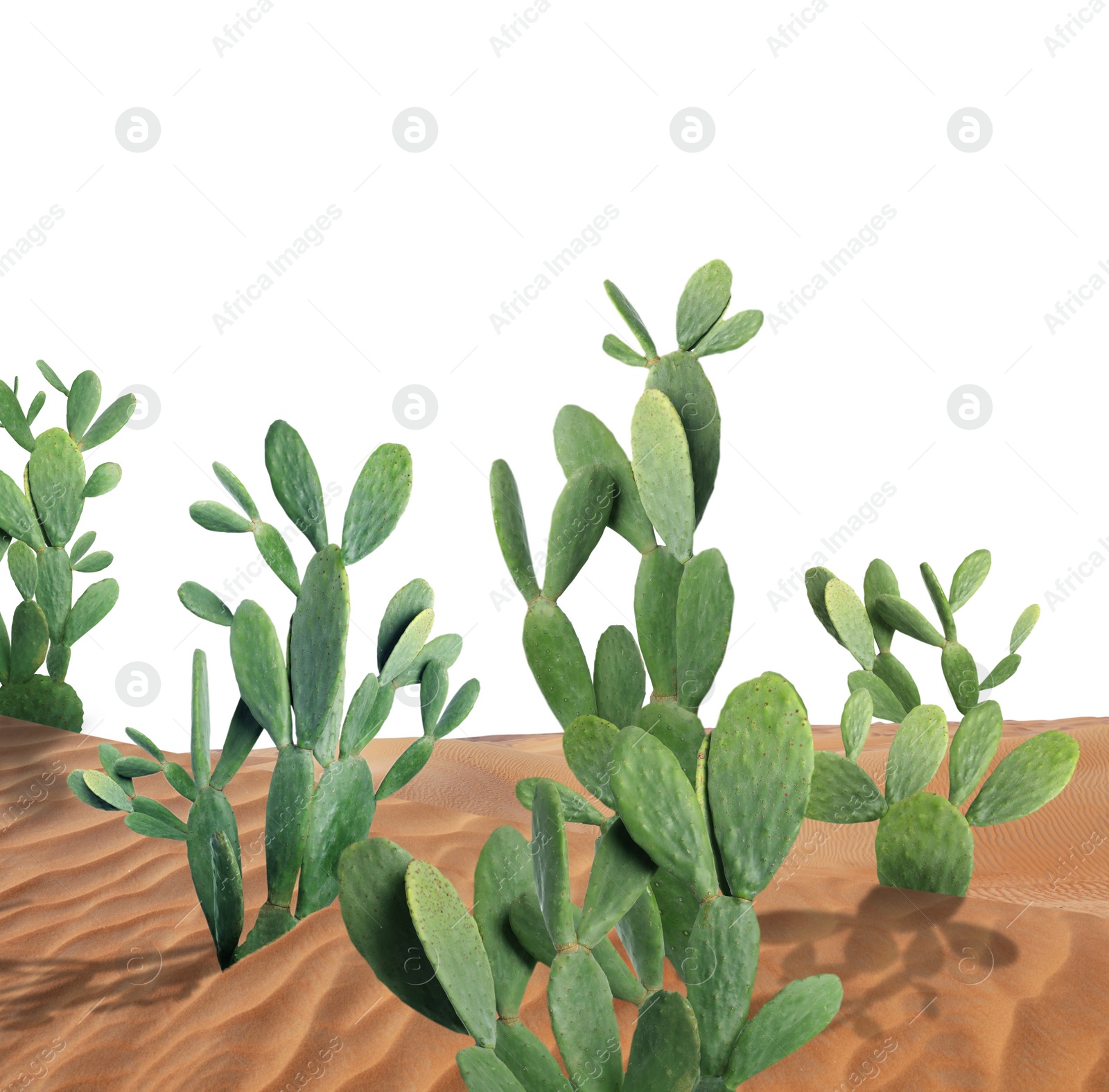 Image of Beautiful big cactuses growing in sand on white background