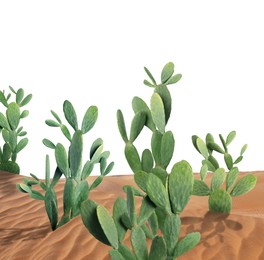 Image of Beautiful big cactuses growing in sand on white background