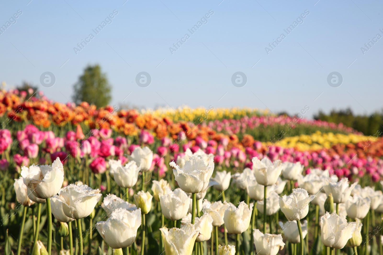 Photo of Beautiful colorful tulip flowers growing in field on sunny day