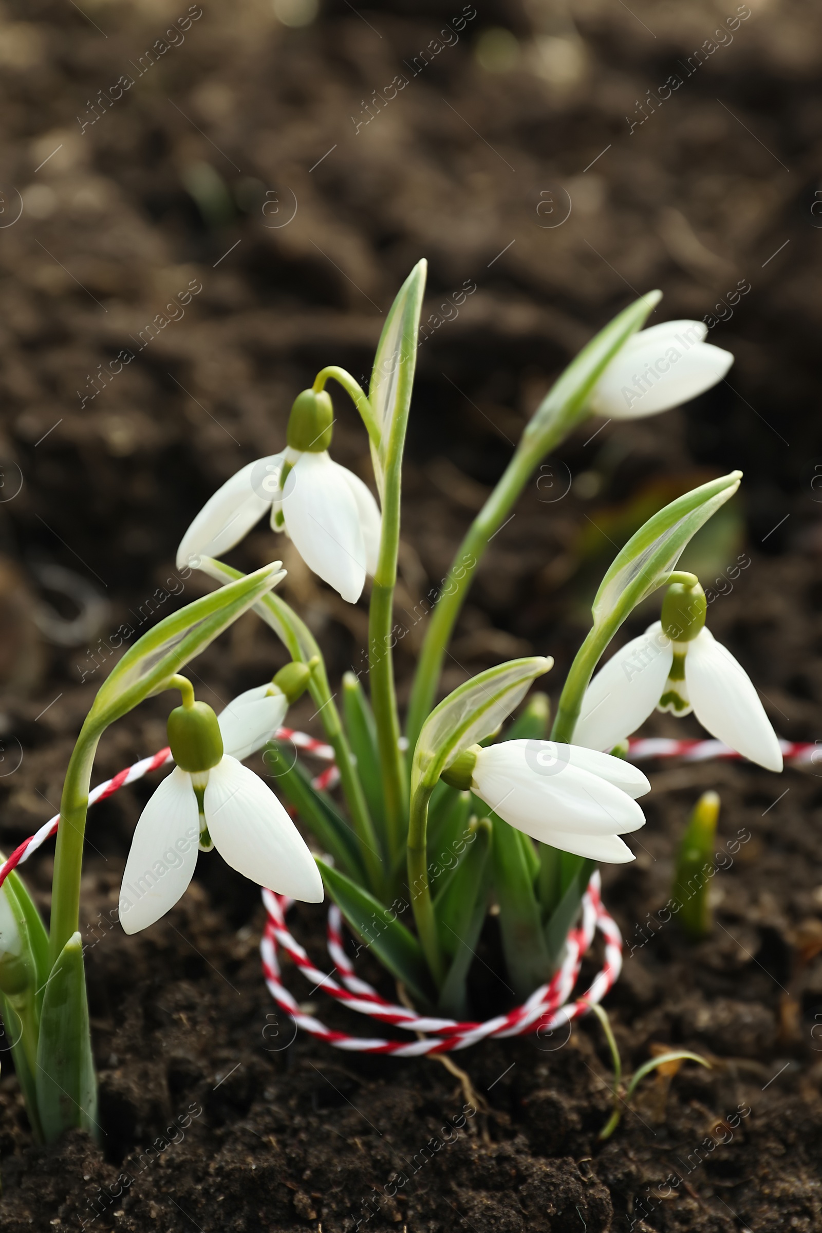 Photo of Beautiful snowdrops with thread outdoors. Early spring flowers