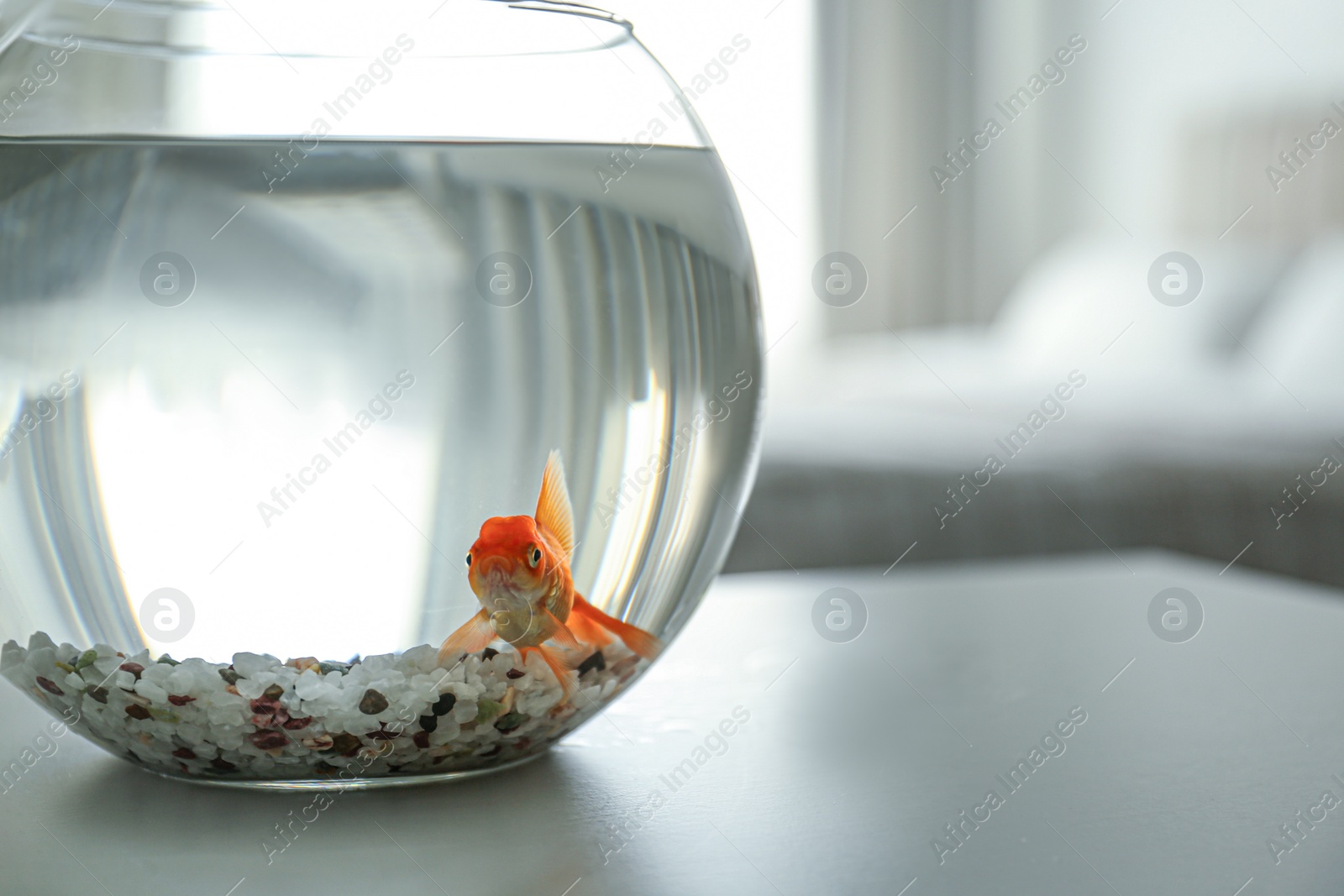 Photo of Beautiful goldfish in aquarium on table at home, closeup