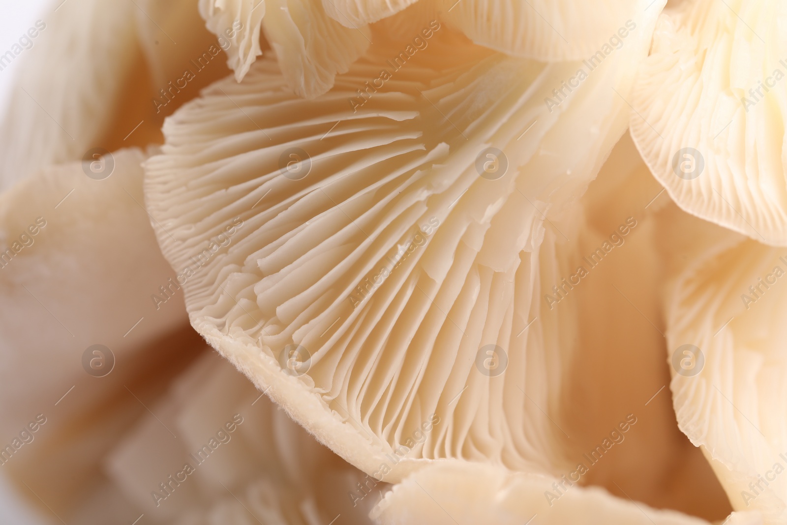 Photo of Macro view of fresh oyster mushrooms as background