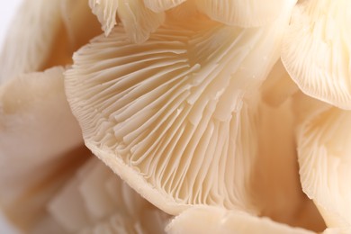 Photo of Macro view of fresh oyster mushrooms as background