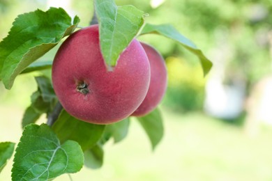 Photo of Fresh and ripe apples on tree branch in garden, closeup. Space for text