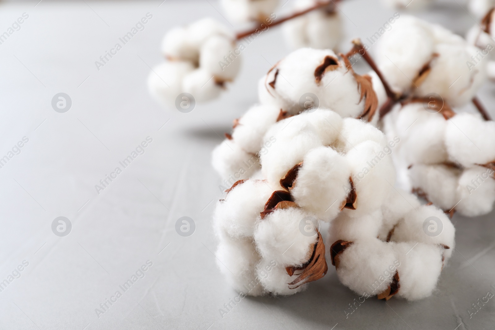 Photo of Fluffy cotton flowers on light grey stone background, closeup. Space for text