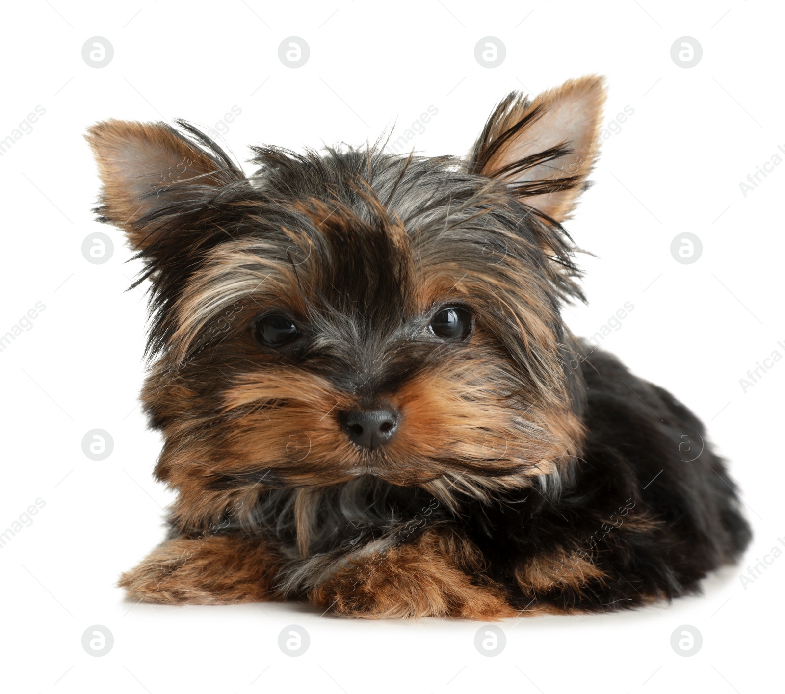 Photo of Cute Yorkshire terrier puppy on white background. Happy dog