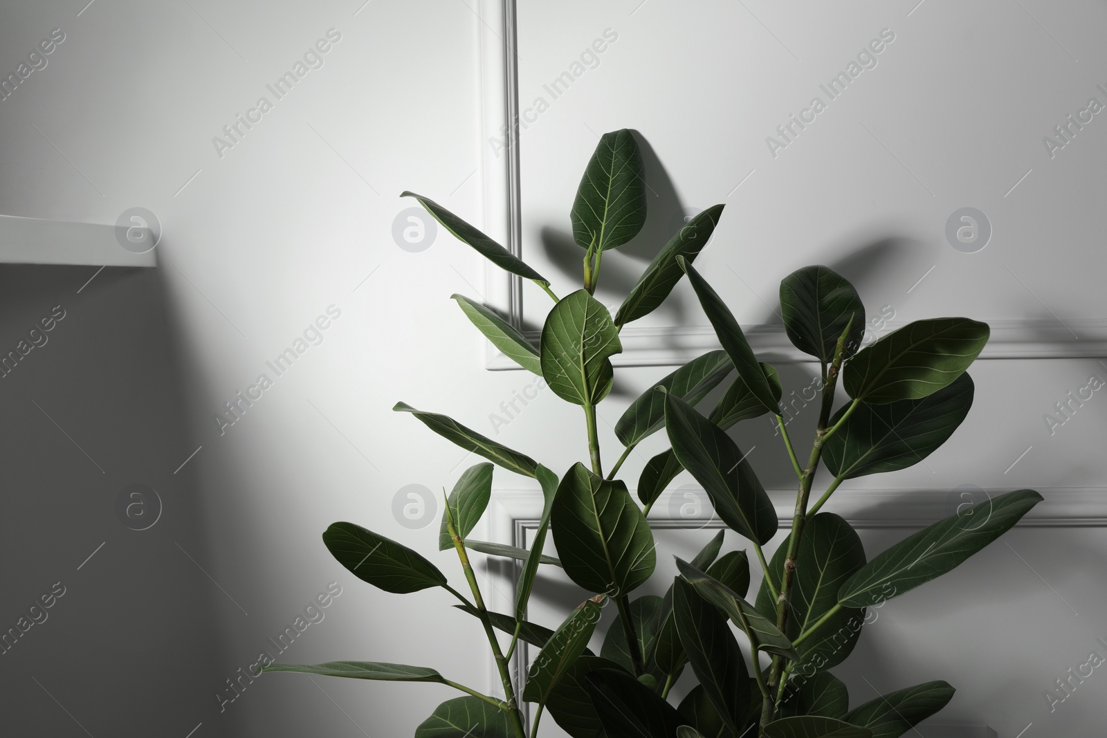 Photo of Green ficus near white wall, space for text. Beautiful houseplant