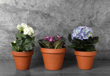 Photo of Different beautiful blooming plants in flower pots on grey table