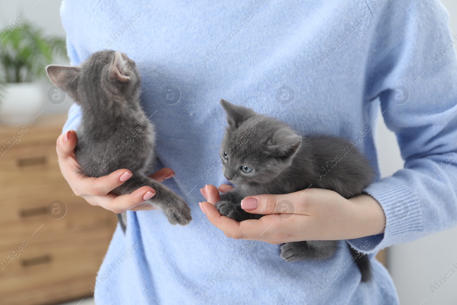 Photo of Woman with cute fluffy kittens indoors, closeup