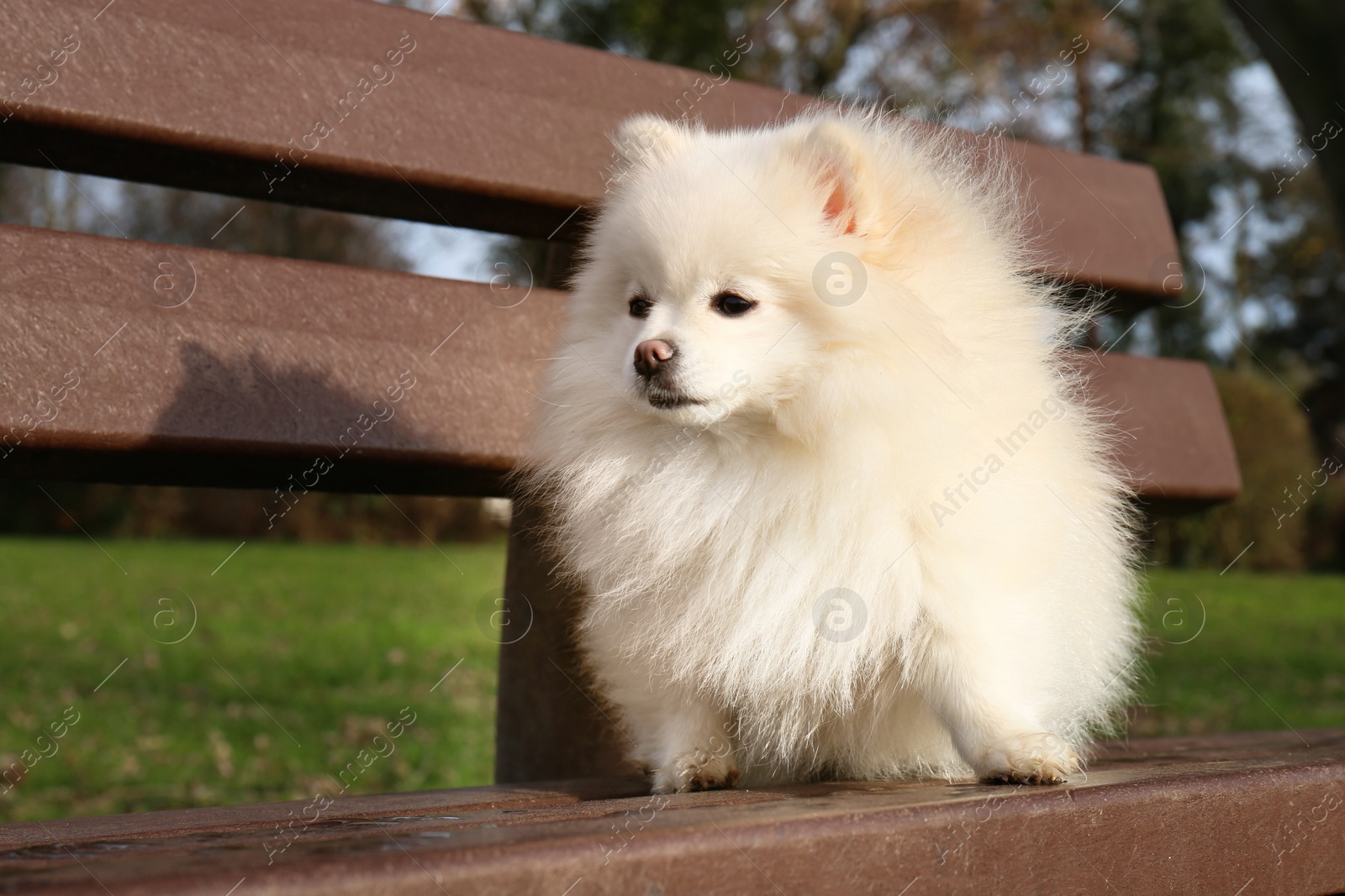 Photo of Cute fluffy Pomeranian dog on wooden bench outdoors. Lovely pet