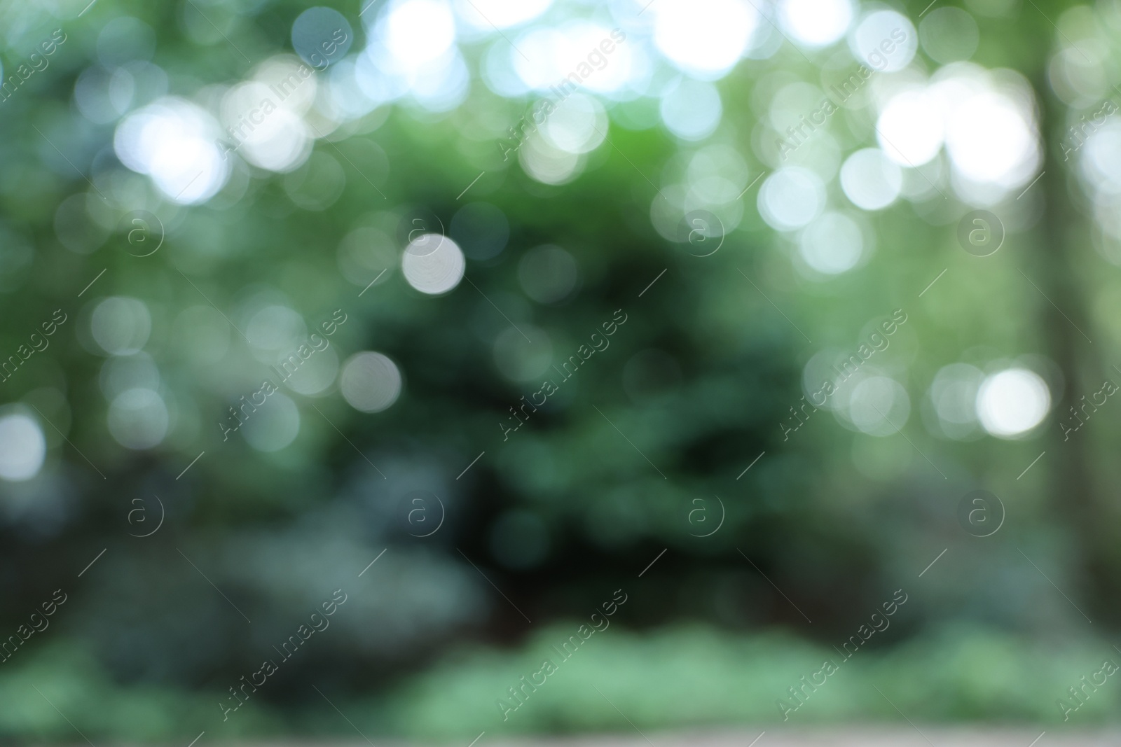 Photo of Blurred view of green trees in forest