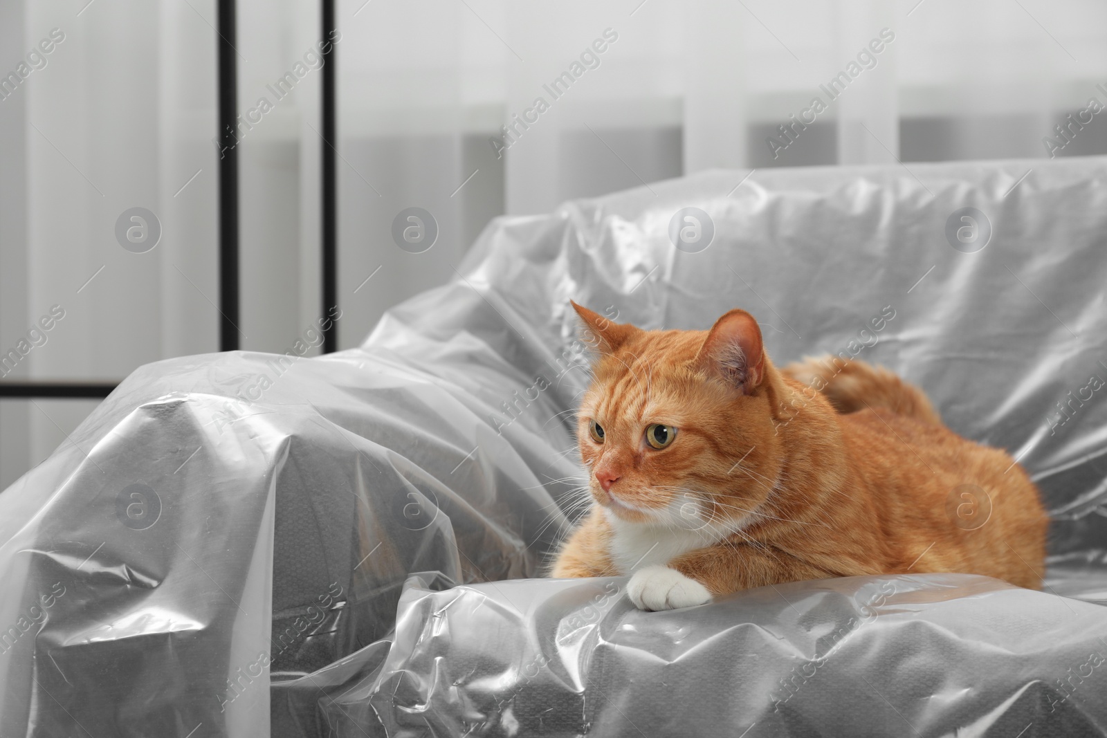 Photo of Cute ginger cat resting on sofa covered with plastic film at home