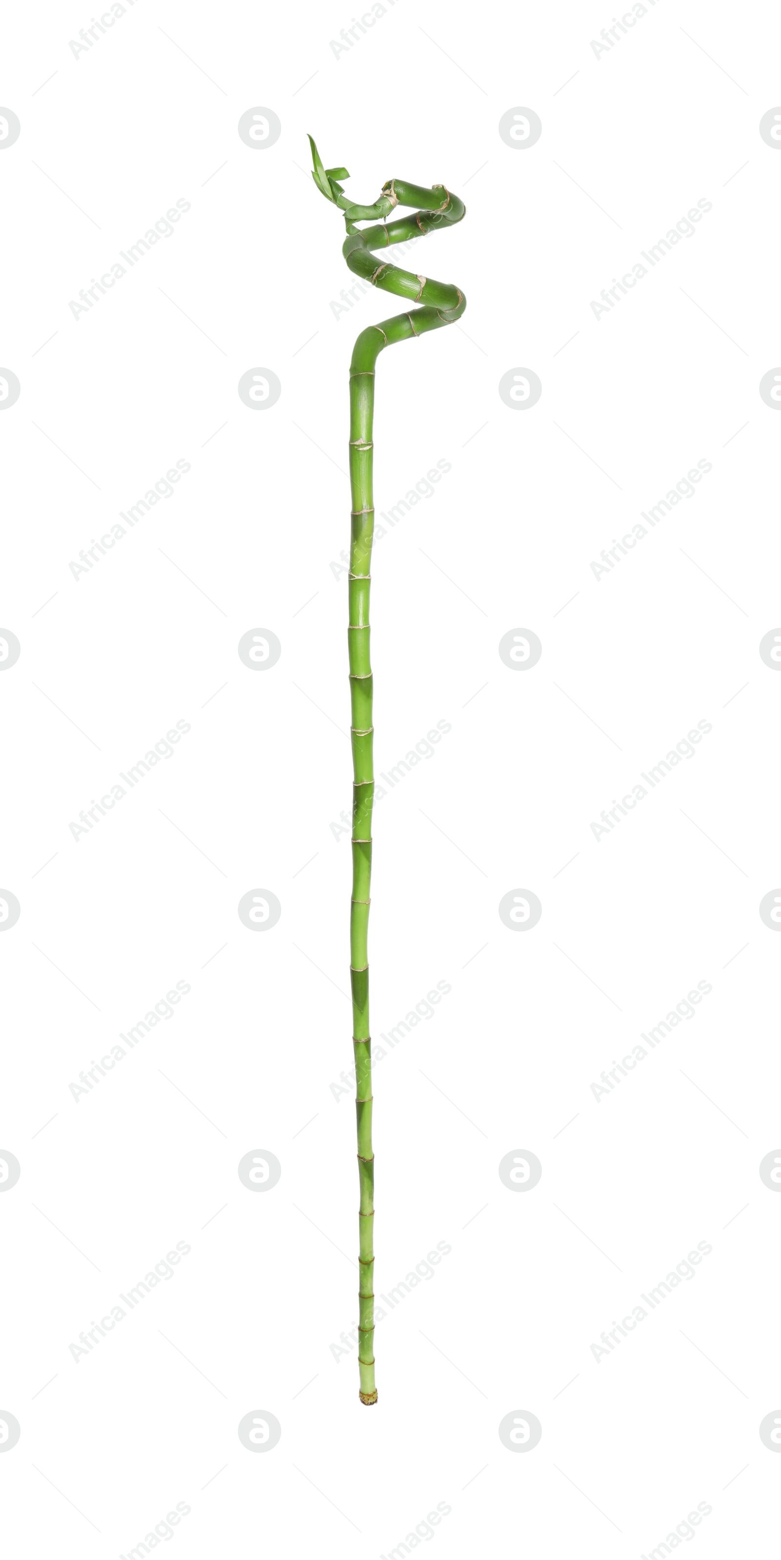 Photo of Beautiful green bamboo stem on white background