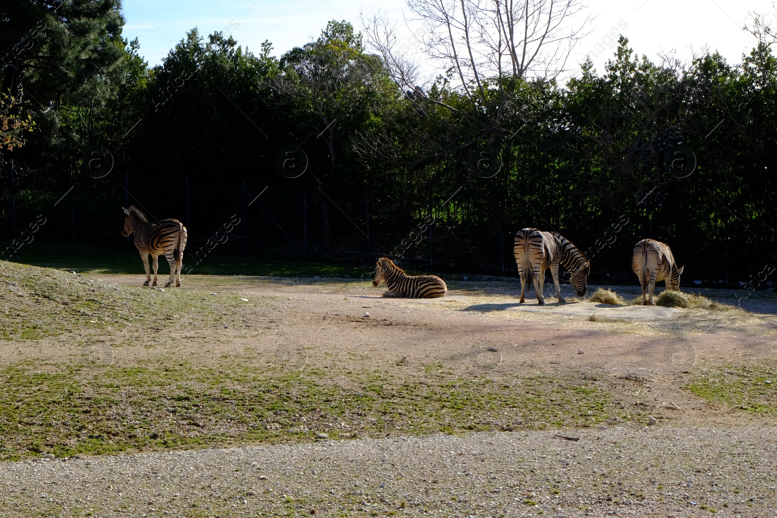 Photo of Beautiful striped zebras outdoors on sunny day