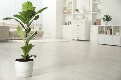 Photo of Fiddle Fig or Ficus Lyrata plant with green leaves in room, space for text