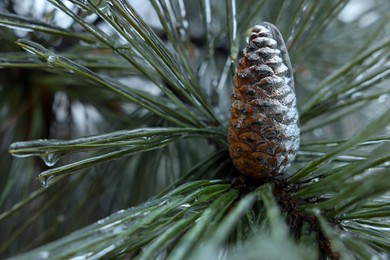 Photo of Pine branch with cone in ice glaze outdoors on winter day, closeup