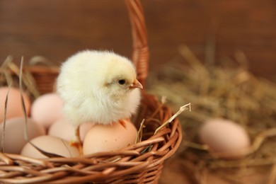 Photo of Cute chick and eggs in wicker basket on blurred background. Baby animal