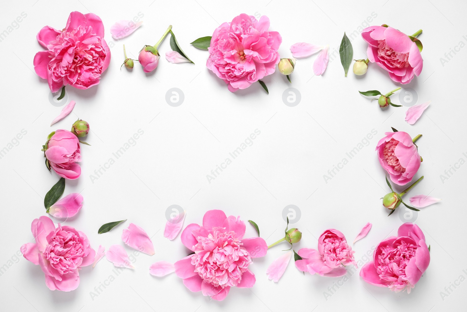 Photo of Frame made with fresh peonies on white background, top view. Space for text