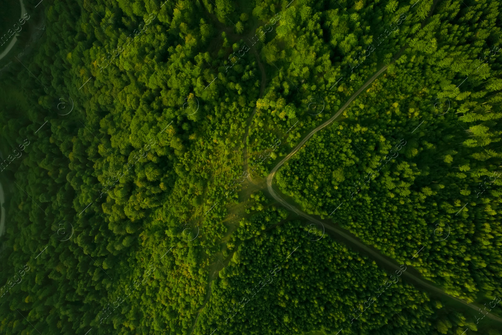 Image of Aerial view of road surrounded by forest with beautiful green trees