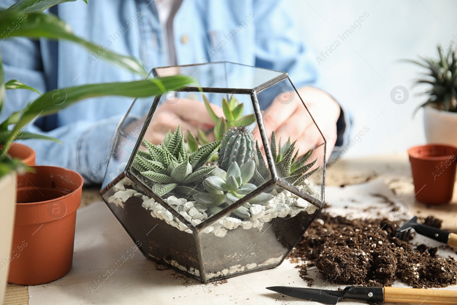 Photo of Woman and florarium with succulents at table, closeup. Transplanting home plants