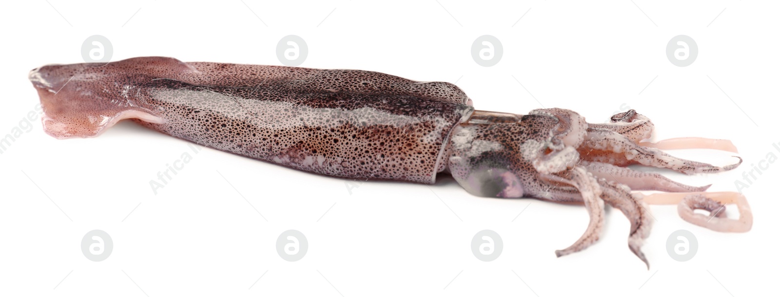 Photo of Raw squid isolated on white. Fresh seafood