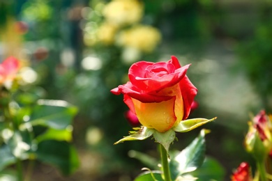 Photo of Beautiful blooming rose in green garden on summer day, closeup view. Space for text