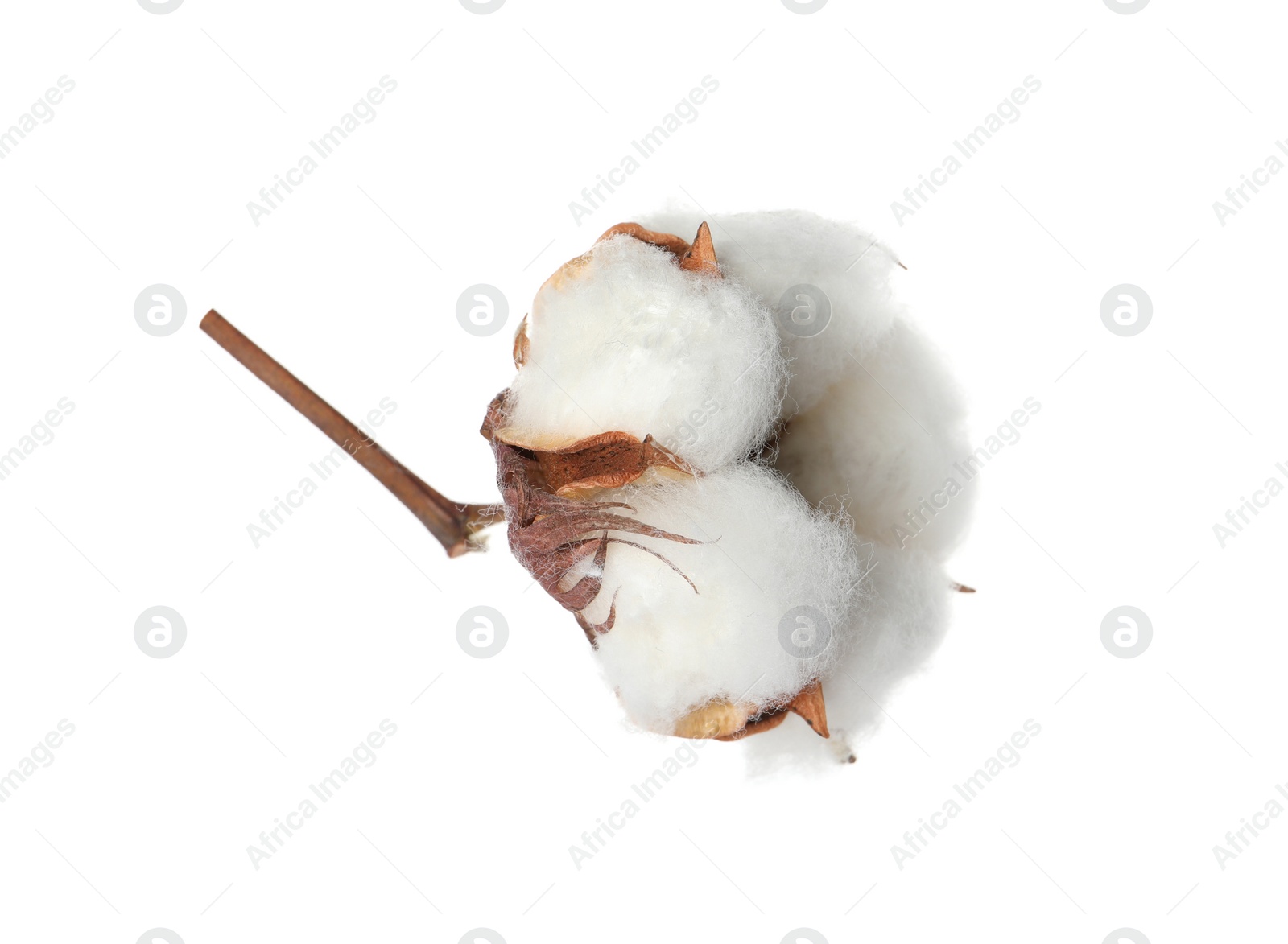 Photo of Beautiful fluffy cotton flower isolated on white