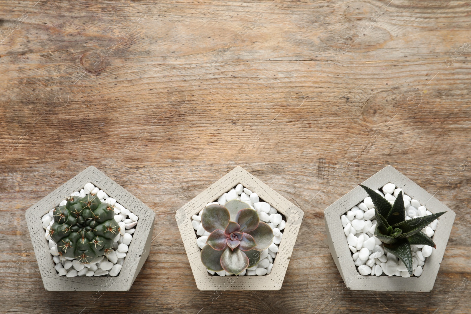 Photo of Beautiful succulent plants in stylish flowerpots on wooden background, flat lay with space for text. Home decor