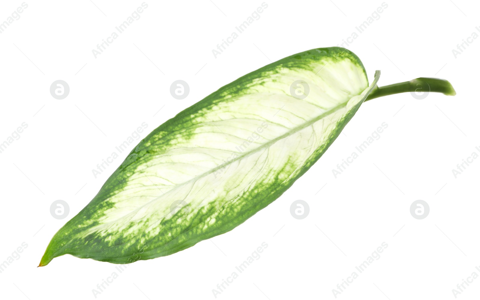 Photo of Leaf of tropical dieffenbachia plant on white background