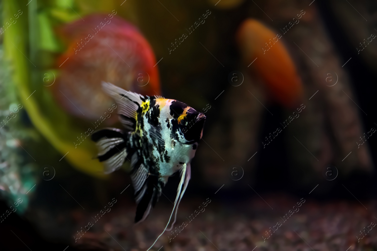 Photo of Beautiful scalaria fish in clear aquarium water