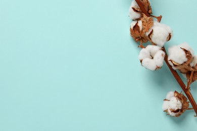 Photo of Dried cotton branch with fluffy flowers on turquoise background, top view. Space for text