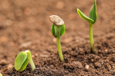 Little green seedlings growing in fertile soil