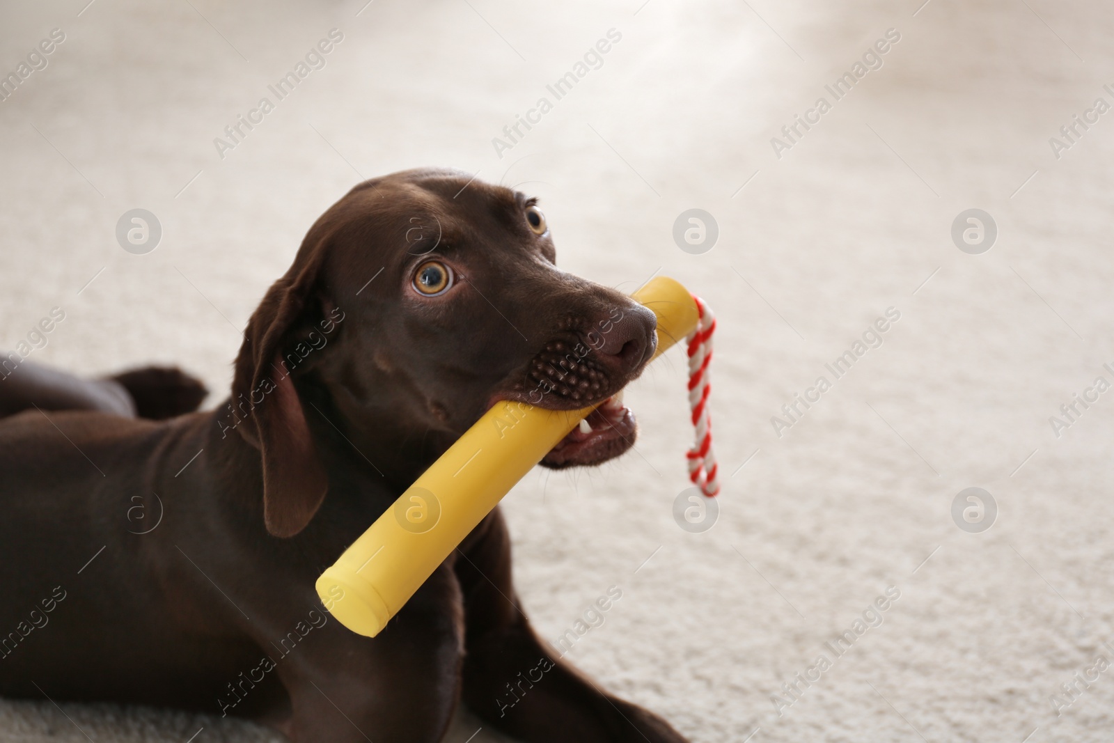 Photo of Cute German Shorthaired Pointer dog playing with toy at home