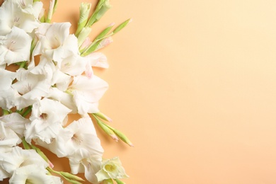 Flat lay composition with beautiful gladiolus flowers on color background