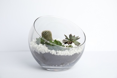 Photo of Glass florarium with different succulents on white background