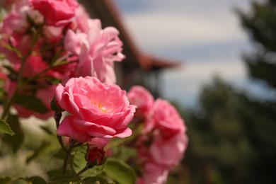 Bush with beautiful pink tea roses outdoors, closeup. Space for text
