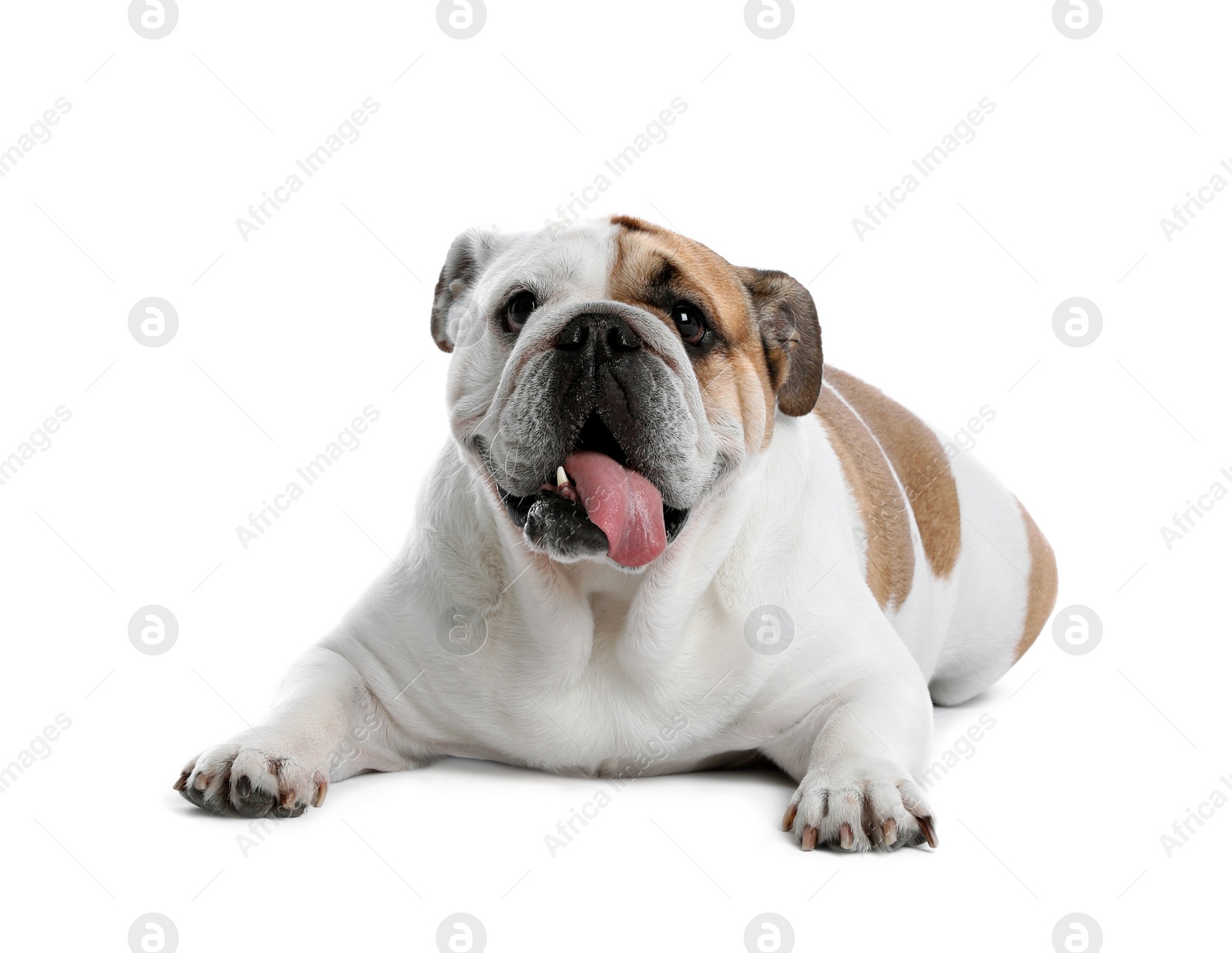 Photo of Adorable funny English bulldog on white background