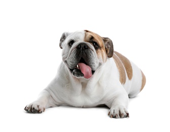 Adorable funny English bulldog on white background