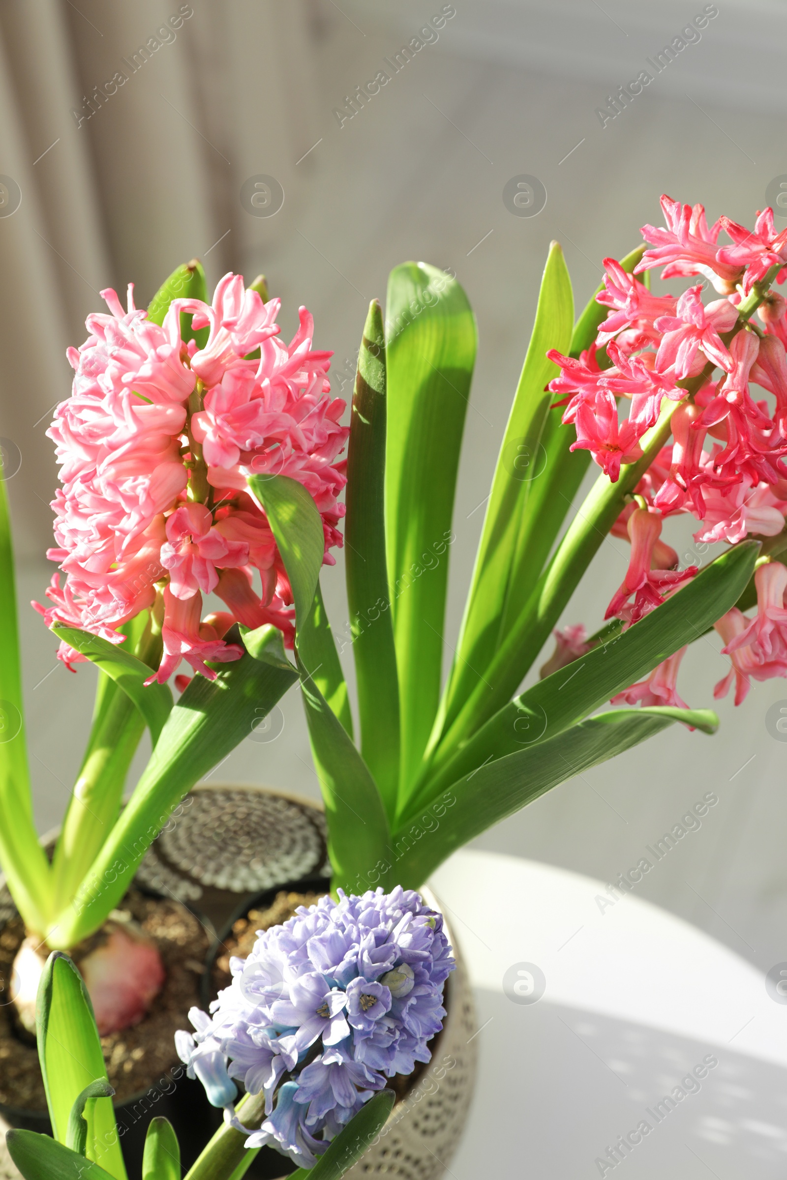 Photo of Blooming spring hyacinth flowers on table at home