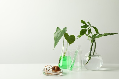 Photo of Laboratory glassware with plants on white background. Chemistry concept