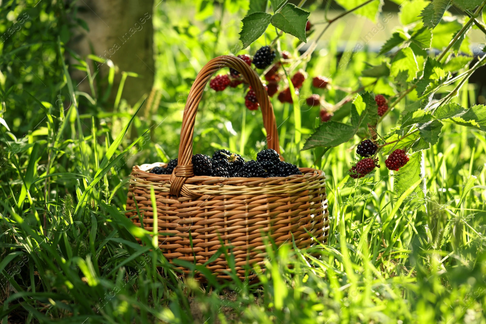 Photo of Wicker basket with ripe blackberries on green grass outdoors